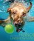 Hunde unter Wasser 2024