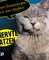 Genervte Katzen